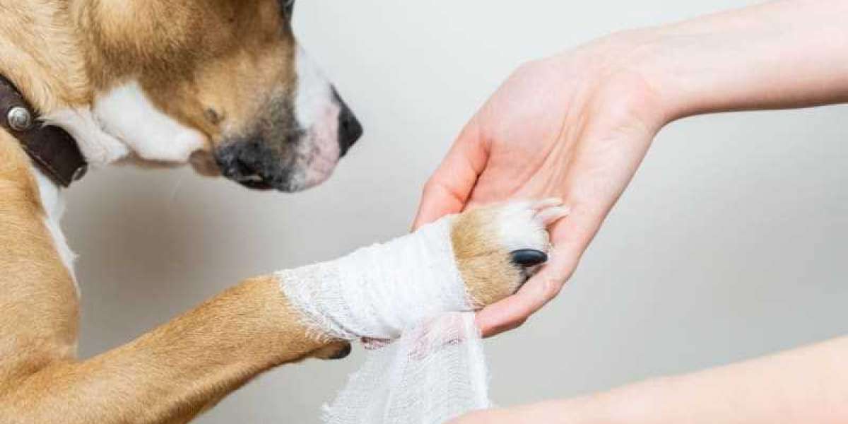Animal Wound Care Market: Size, Share, and Growth Trends