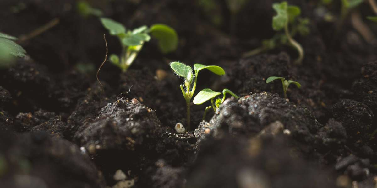 Seed Microbiomes: How Seed-Borne Bacteria Affect Crop Growth