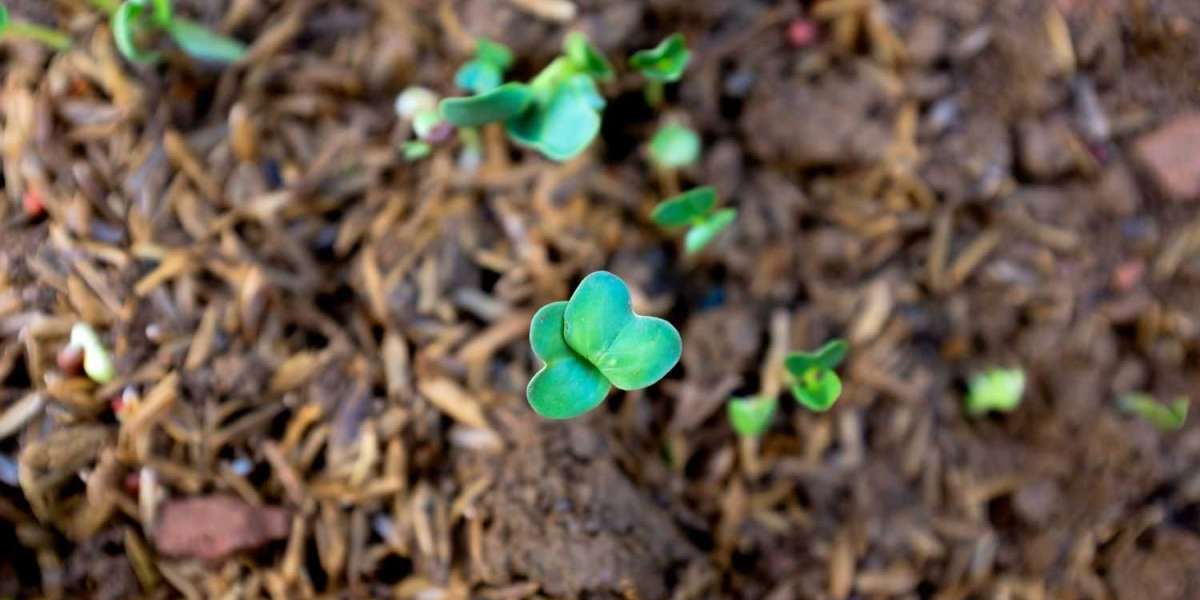 Seed Microbiomes: How Seed-Borne Bacteria Affect Crop Growth