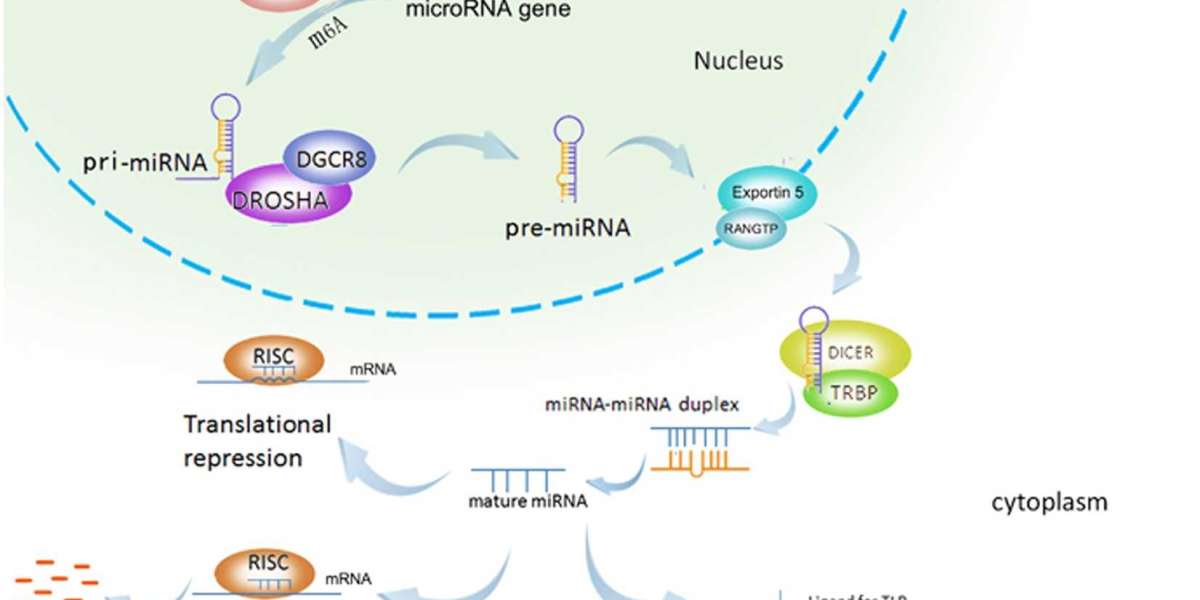 MicroRNA Market Overview, Analysis, And Industry Growth Report 2030