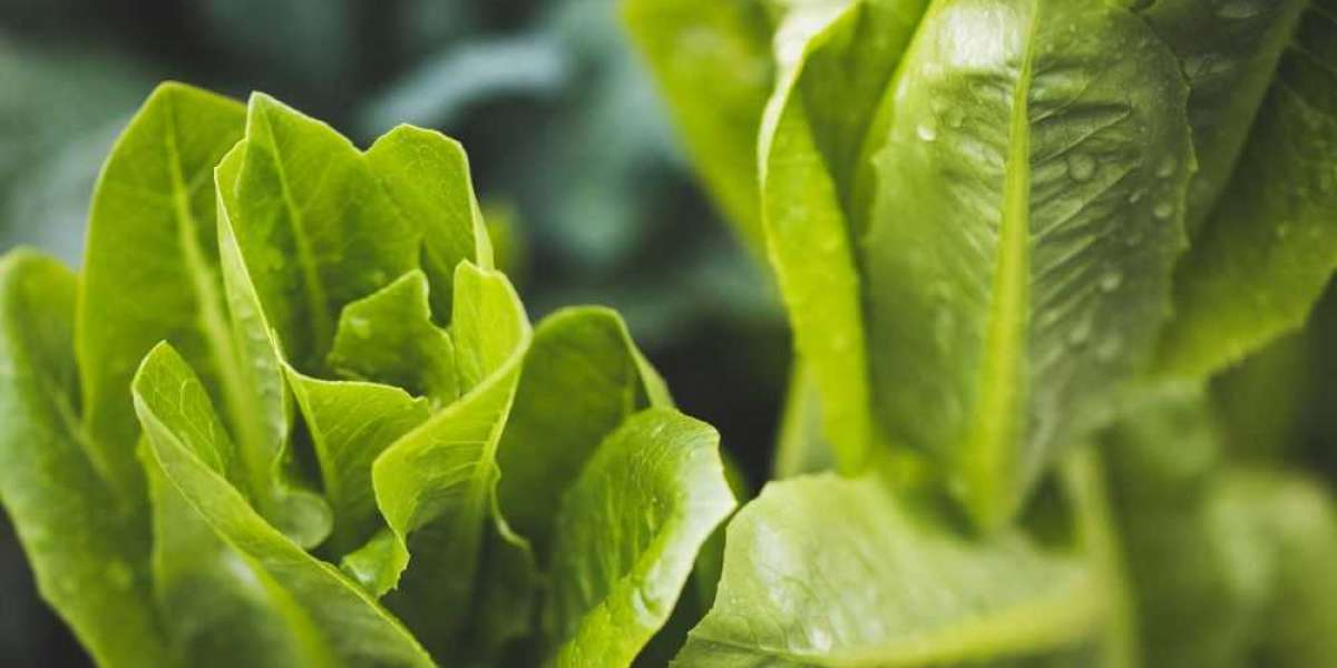 Investing in Lettuce Seed Innovation: Opportunities for Agri-Tech Entrepreneurs